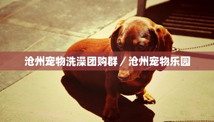 沧州宠物洗澡团购群／沧州宠物乐园