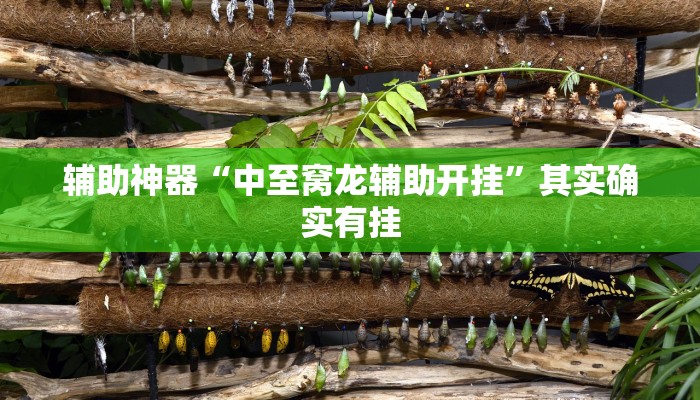 辅助神器“中至窝龙辅助开挂”其实确实有挂
